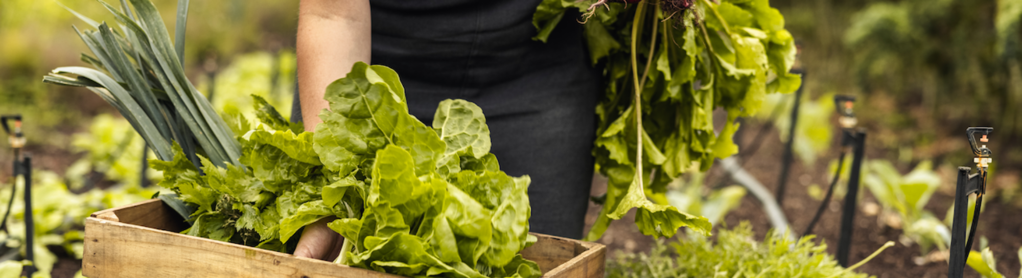 « L’OFAG abandonne l’agriculture productive »