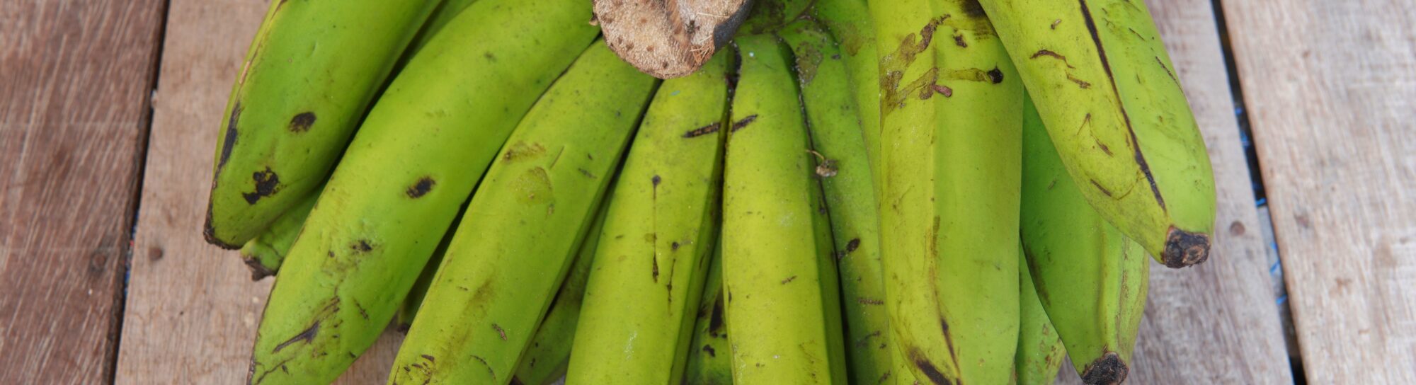 Comment le génie génétique sauve la banane Cavendish
