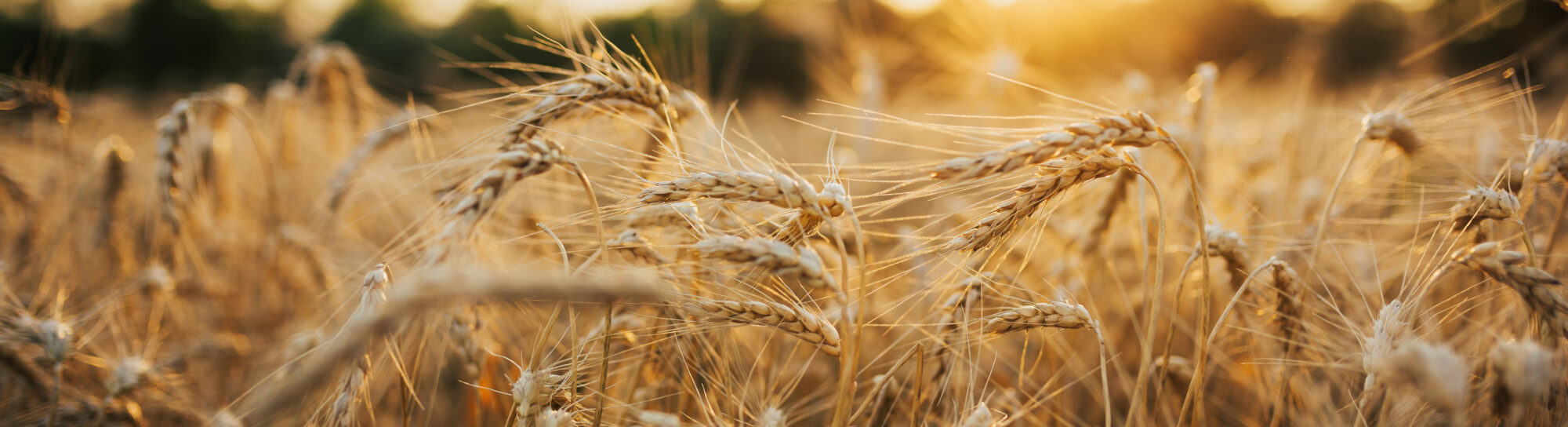 Will this field trial revolutionise barley production?