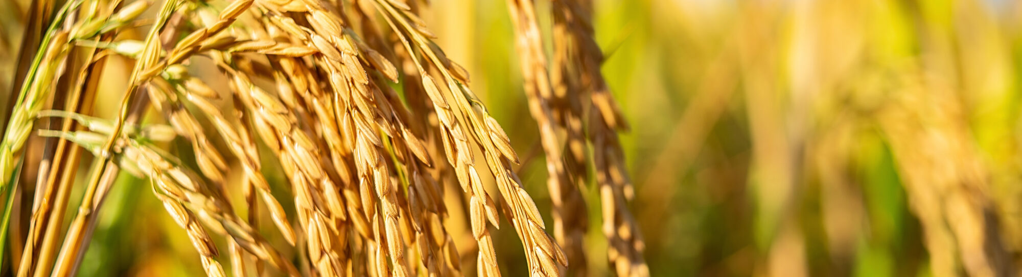 Science resists ban on GMO crops