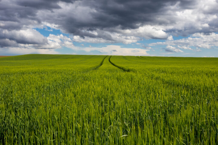 Enquête sur l’origine du glyphosate