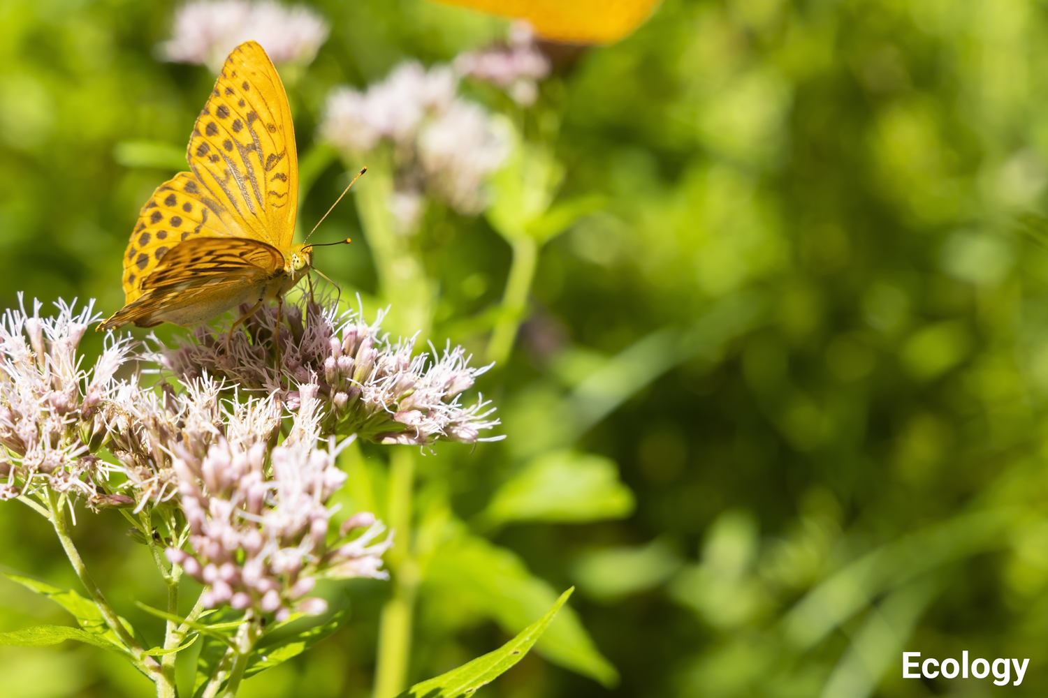 New biotechnological processes reduce the use of plant protection products. Biodiversity also benefits from this. (Image: Adobe Stock)