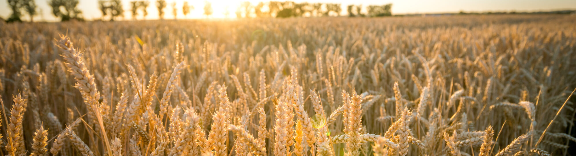 Public funds for avoidable crop failures: neither sustainable nor resource-efficient