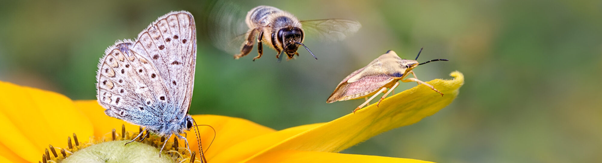"Pesticides are to blame for insect deaths."
