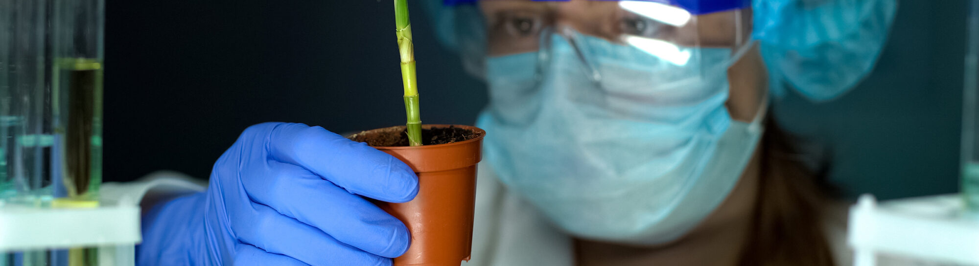 Pesticides de synthèse