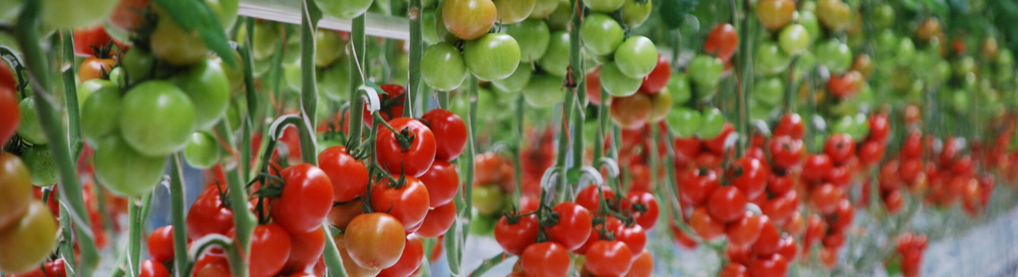On the way to the optimal tomato