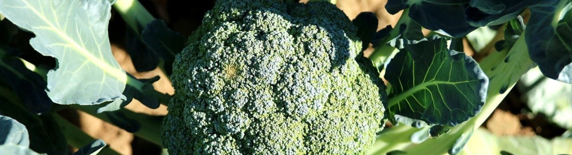 ‘Pesticides are poisoning our food’