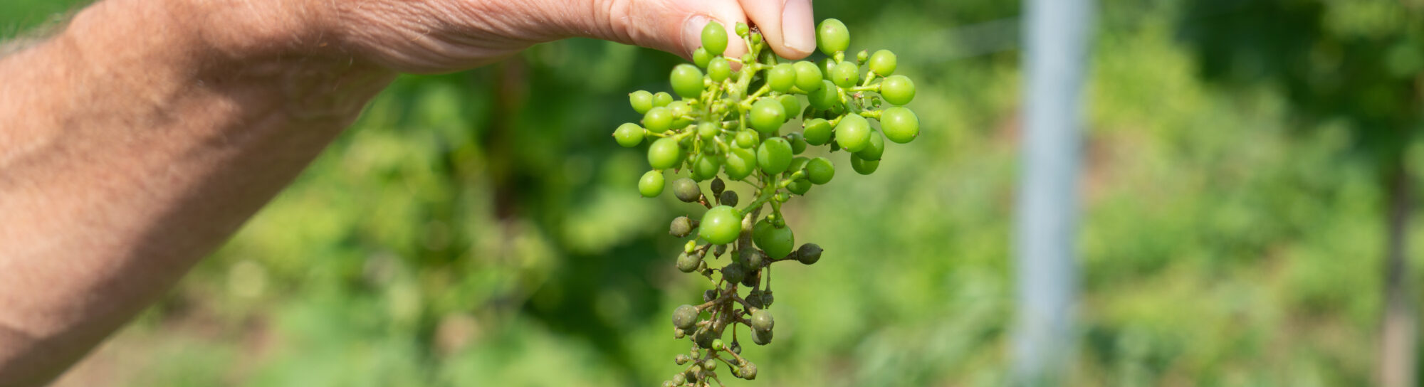 Eastern Switzerland's Wine Harvest: It is not possible without plant health protection