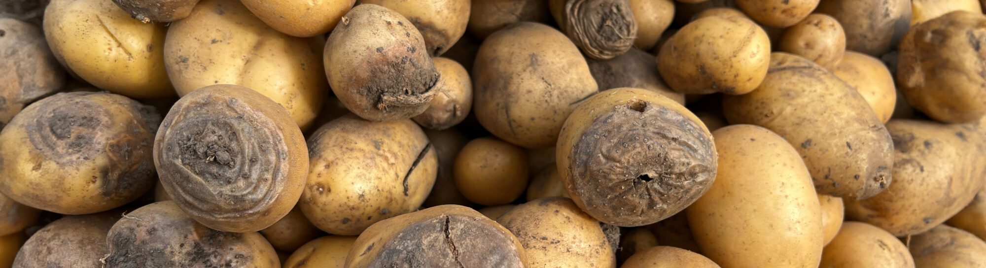 SRF Einstein on the potato crisis – more Steiner school than Einstein