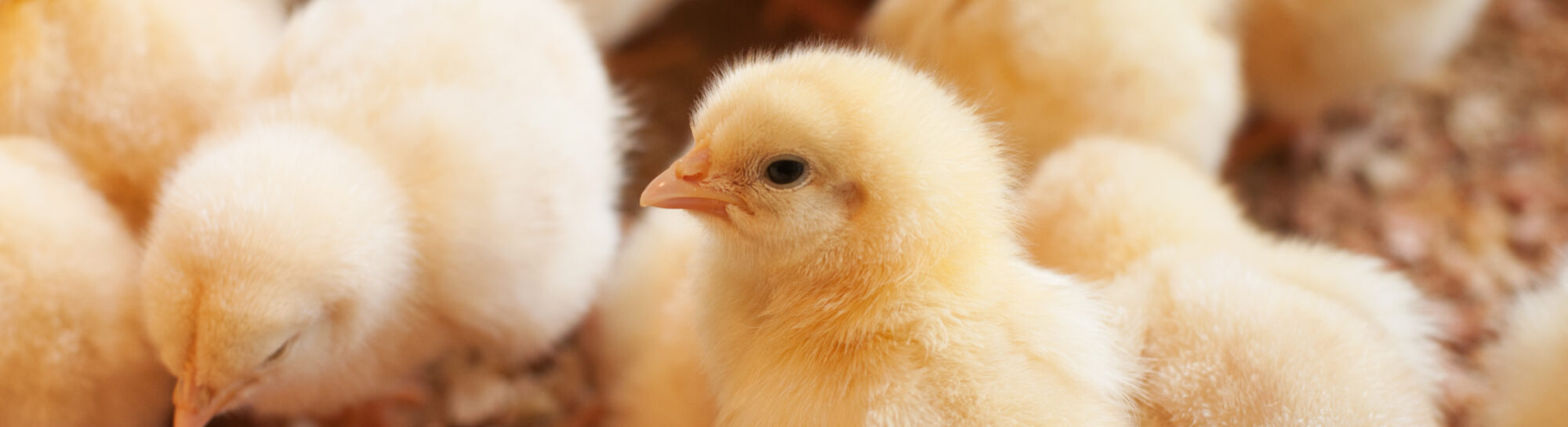 Genome editing for animal welfare