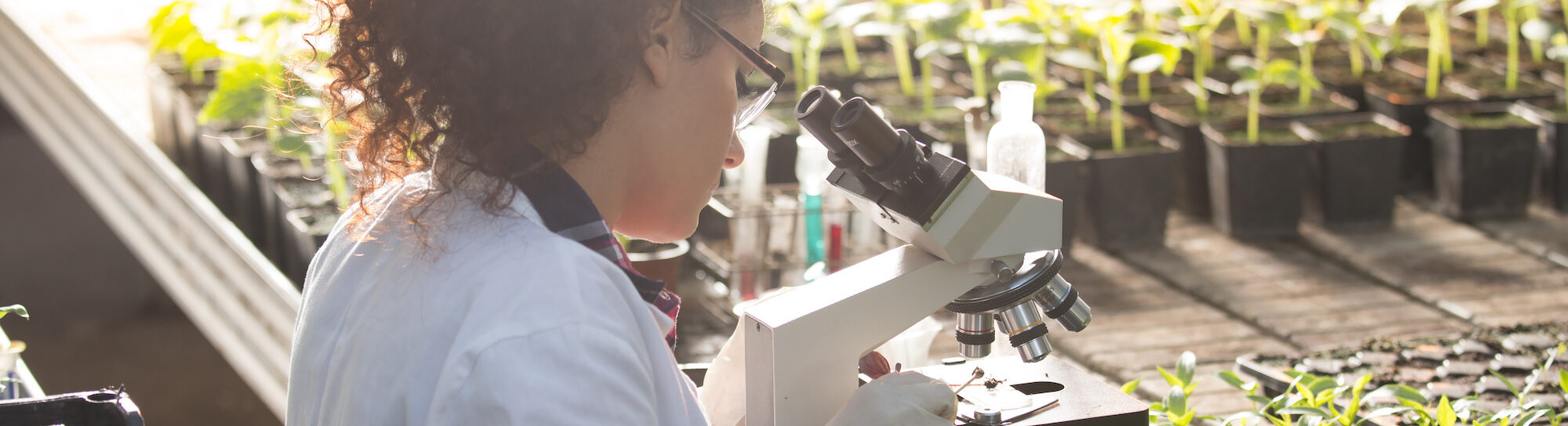 New Breeding Technologies (NBT)