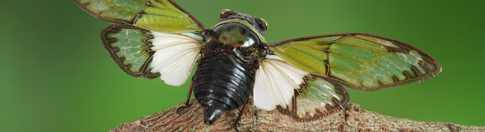 This insect poses an existential threat to German farmers