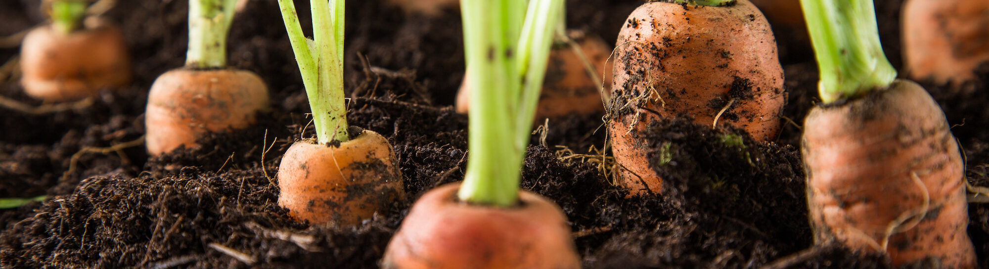 Swiss carrots and onions are in short supply