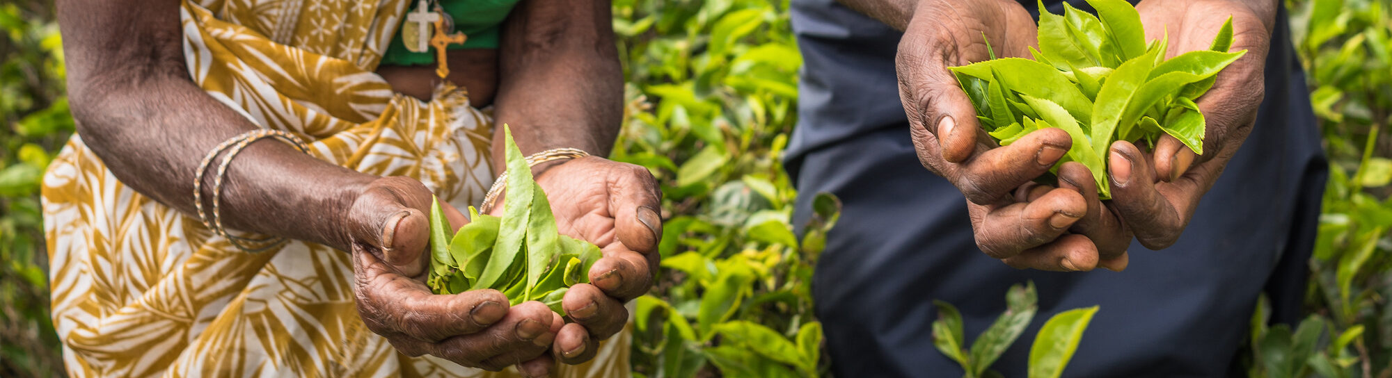 Sri Lanka: Pesticide ban with disastrous consequences