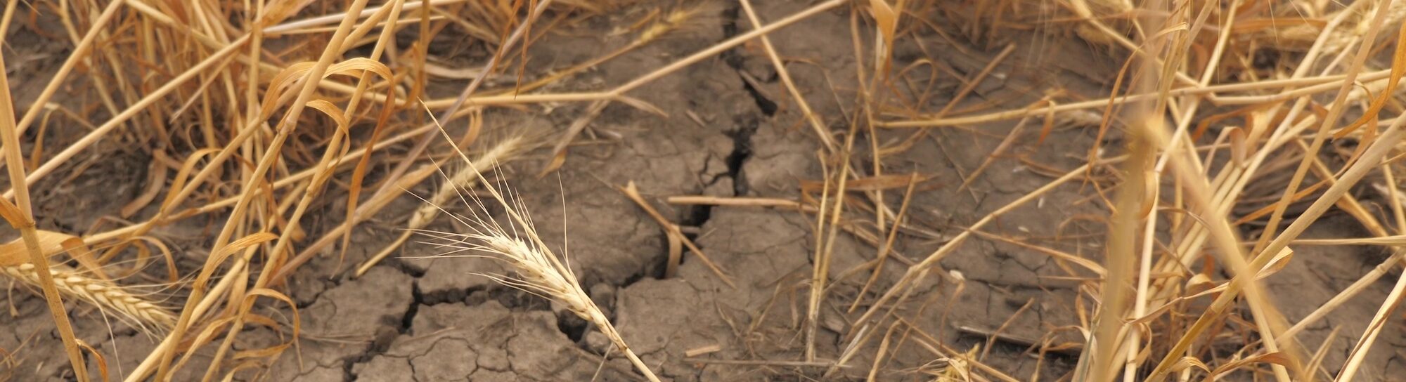 Drought-tolerant wheat from Argentina