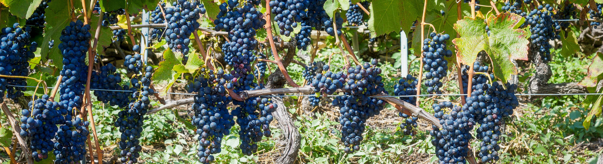 Viticulture: les cépages Piwi ont eux aussi besoin d’être protégés