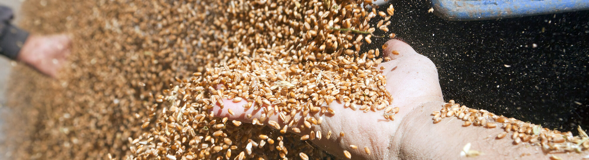 European agriculture: "Keeping an eye on the global framework"