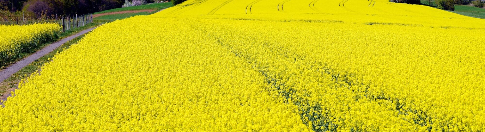 Animal feed: Domestic rapeseed instead of imported soy