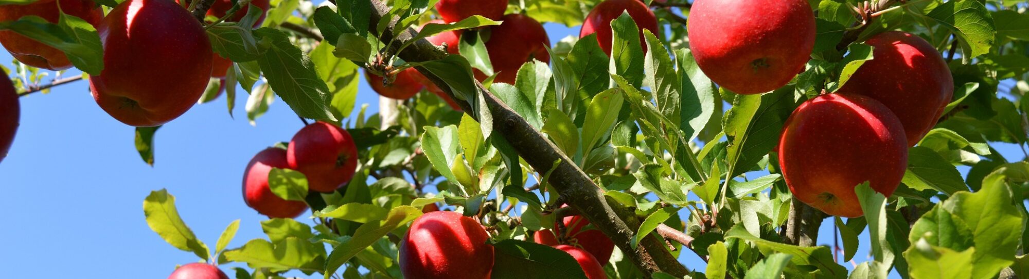 Les ciseaux moléculaires pour la sélection de nouvelles variétés de pomme
