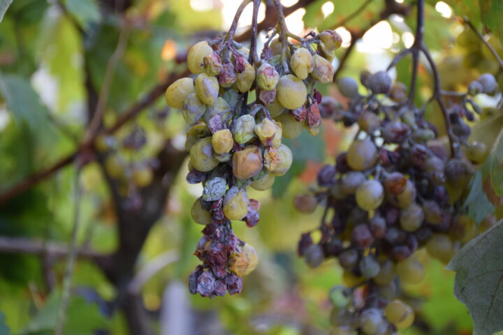 Weinbau: Ohne Synthetik geht es nicht