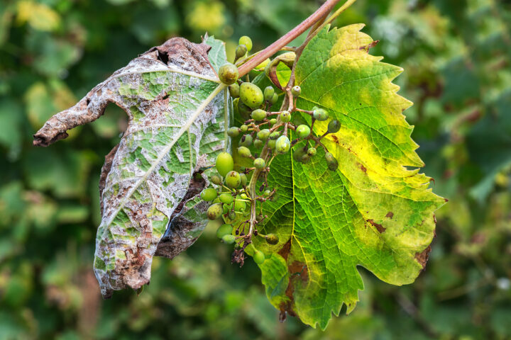 Dauerregen vernichtet Ernten