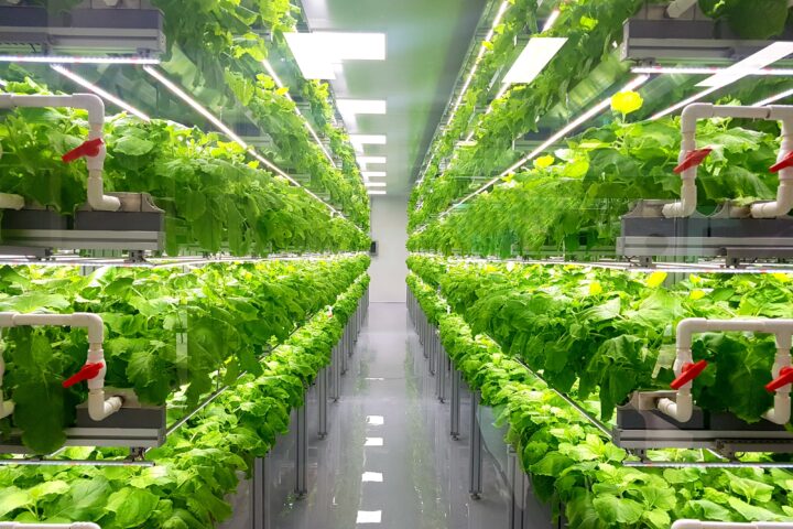 «Vertical Farming» für Stadtbevölkerung?
